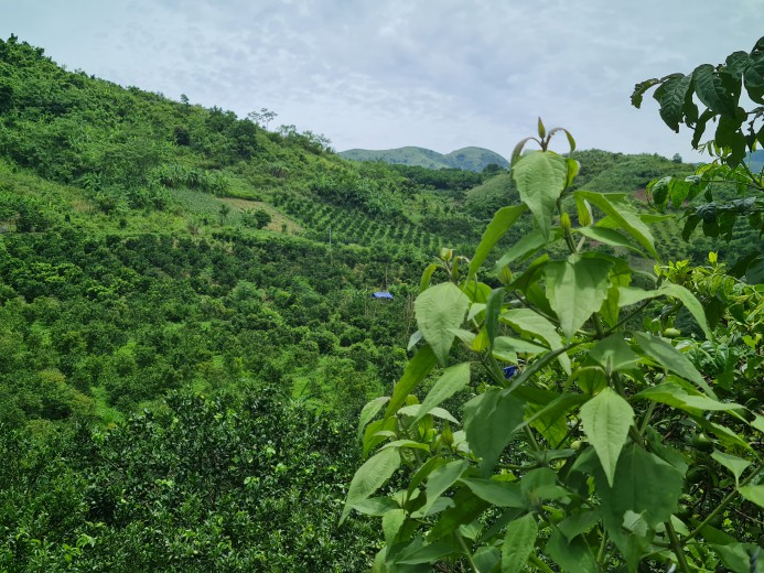 CẦN BÁN VƯỜN CAM CANH 6660M 400M THỔ CƯ SUỐI CHẢY QUA ĐẤT, VIEW CAO THOÁNG HỢP PHONG, CAO PHONG